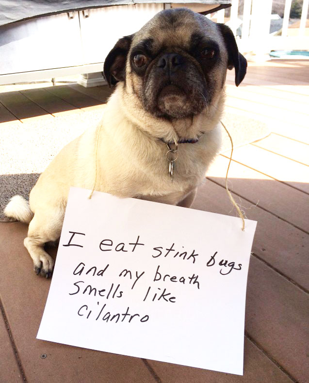 Cilantro Breath