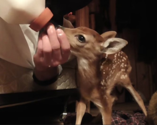 Feeding Deer