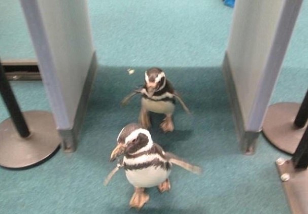 Penguins