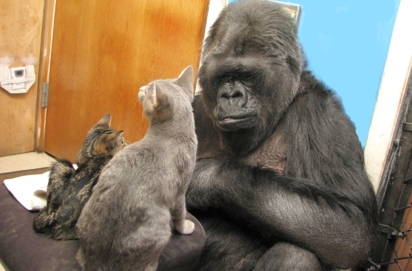 Koko The Gorilla Who Loved Cats