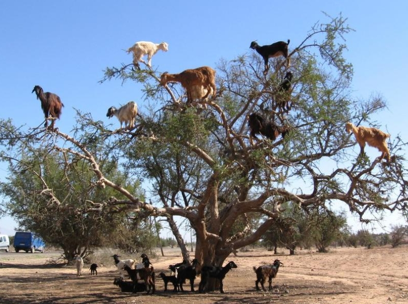 Goats In A Tree