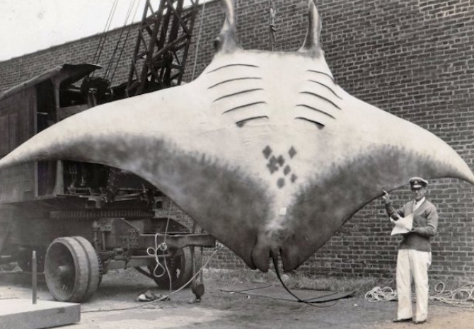 Gigantic Manta Ray