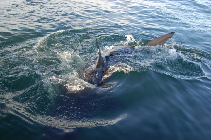 Gansbaai