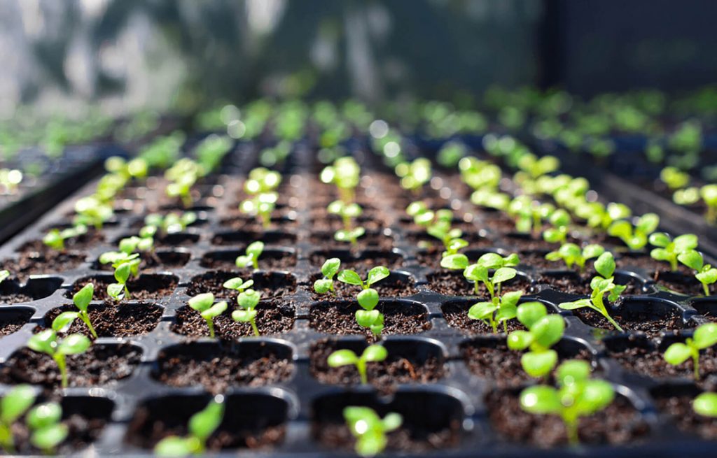 Plant Cuttings