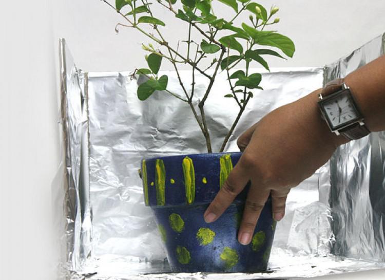 Potted Plant Surrounded By Aluminum Foil