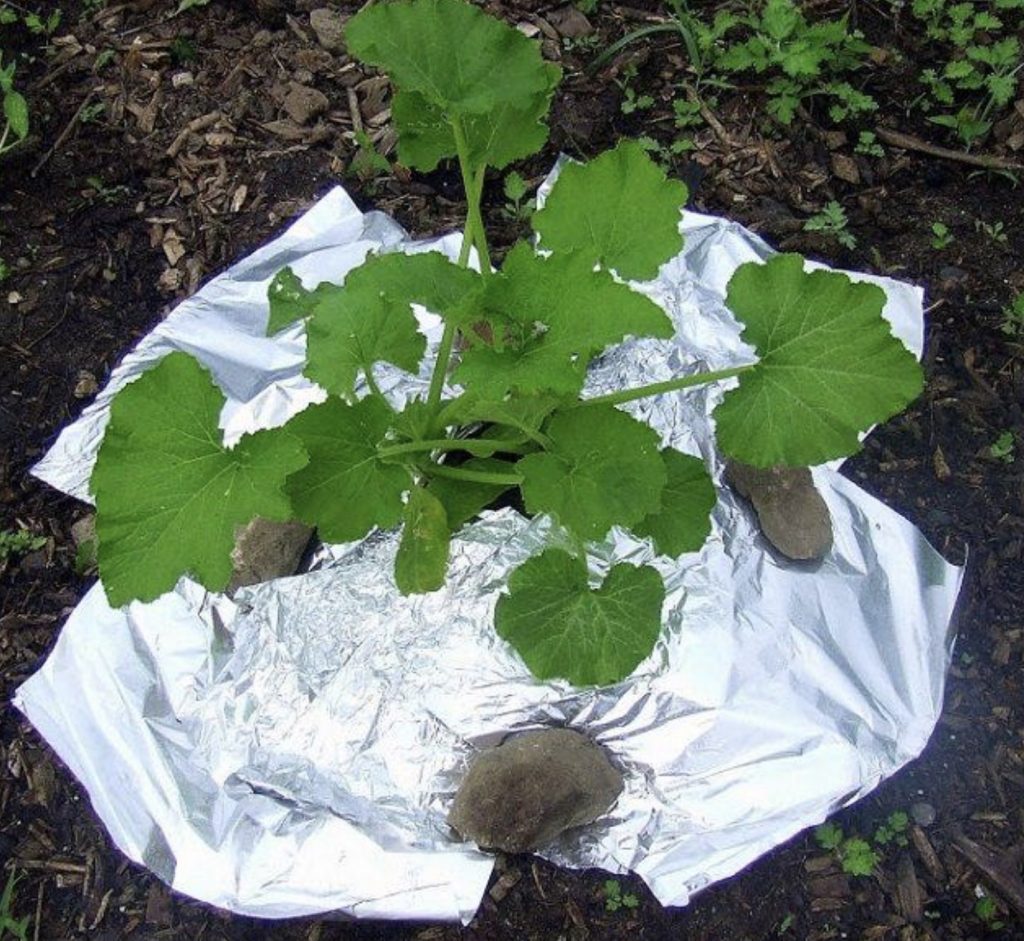 Aluminum Foil Around A Plant