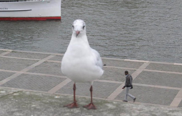 Attack Of The Giant Sea Gull