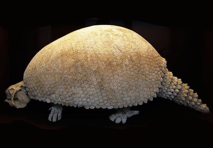 Glyptodonts