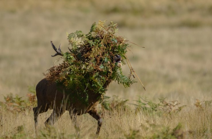 Taking Camouflage To The Next Level