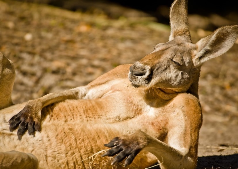 Being A Kangaroo Can Be So Tiring!