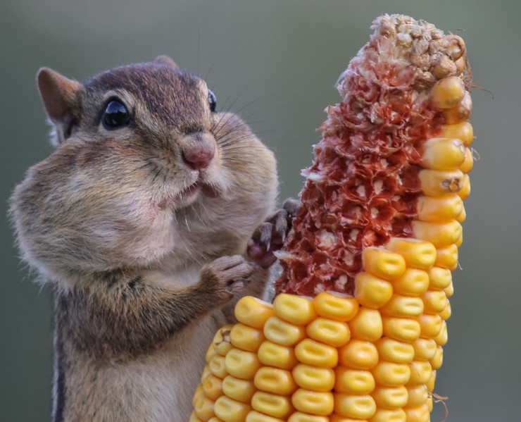 Where Did You Say You Found This Corn?