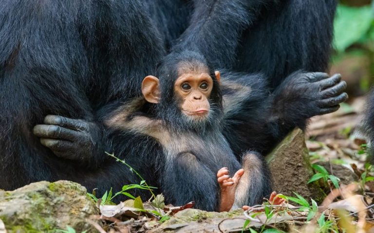 Another Relaxing Day In The Life Of A Baby Chimp