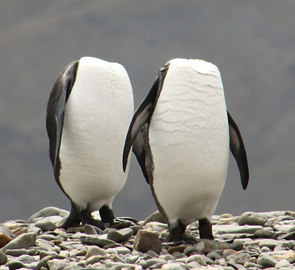 Headless Penguins