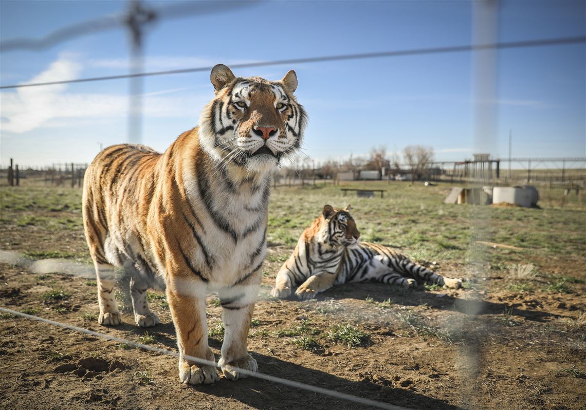 Can You Legally Own Big Cats?