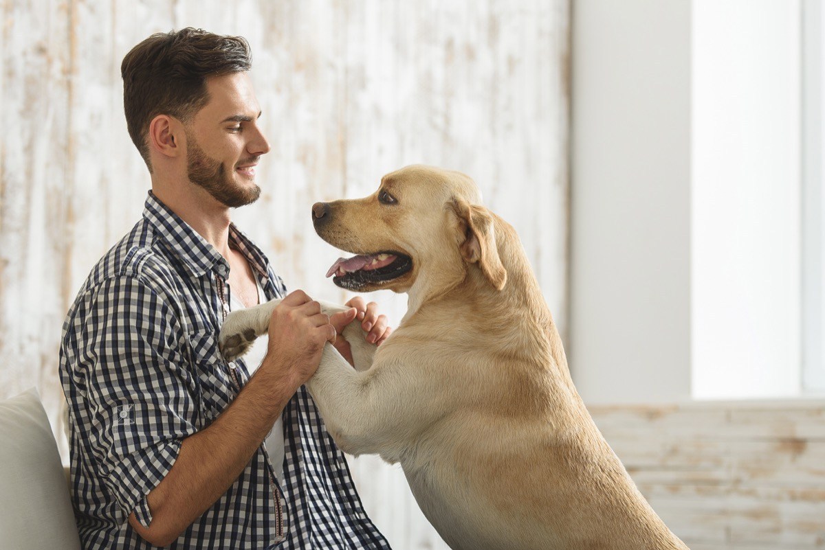 Squeegee Pet Hair Removal