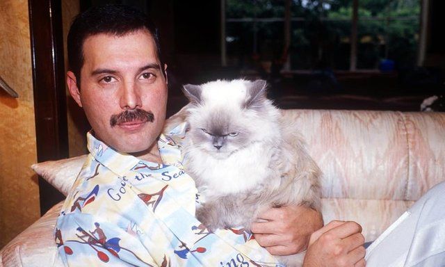 El Gato De Freddie Tenía Pocos Amigos