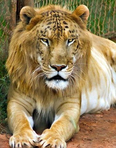 Tigon