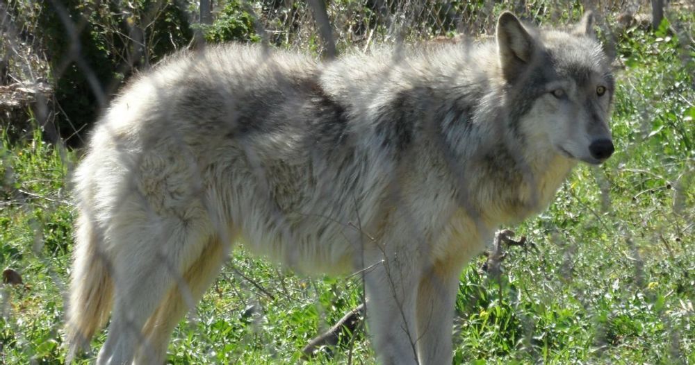 Wolfdog