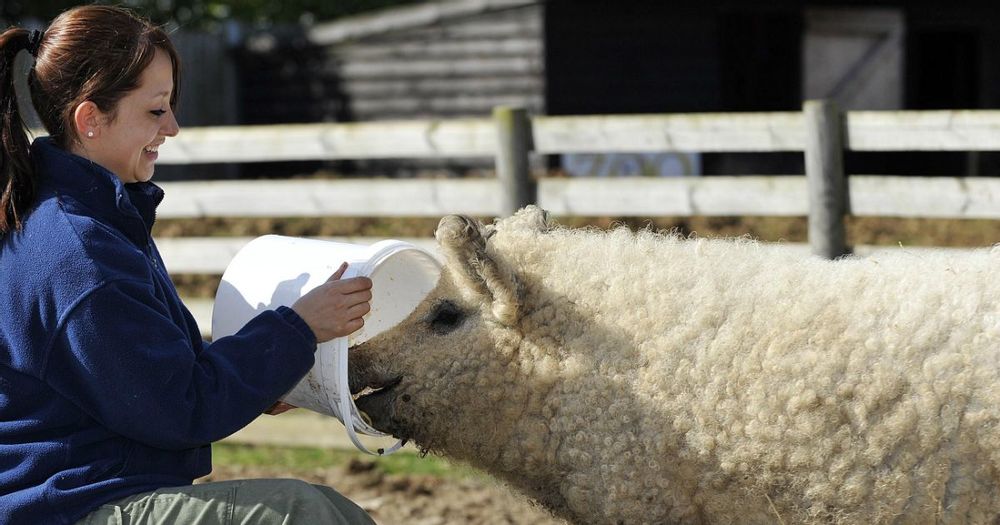 Mangalica