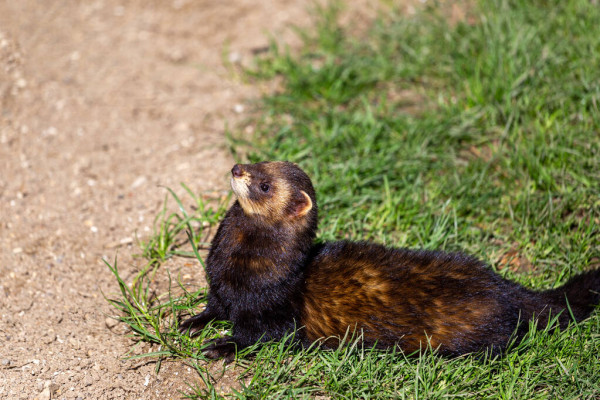 Polecat Mink