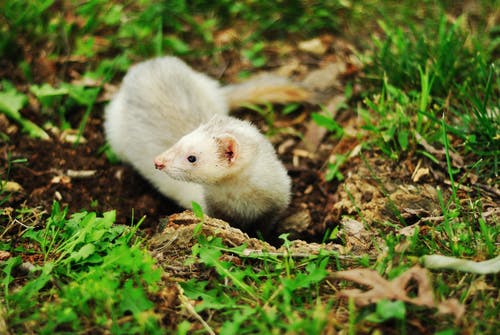 Polecat Ferret