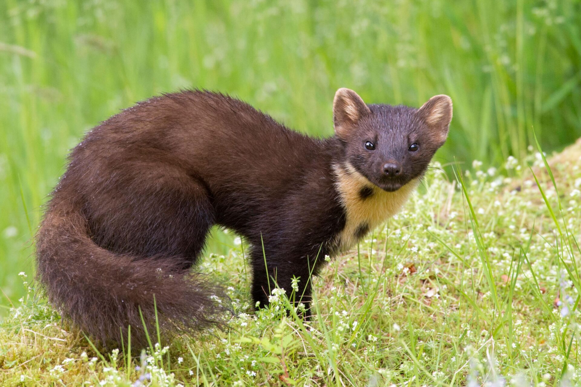 Pine Marten