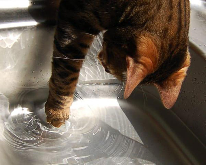 Pawing At The Water Is Instinct