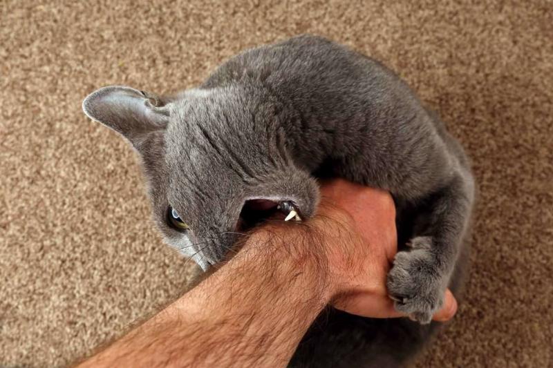 Painful Biting