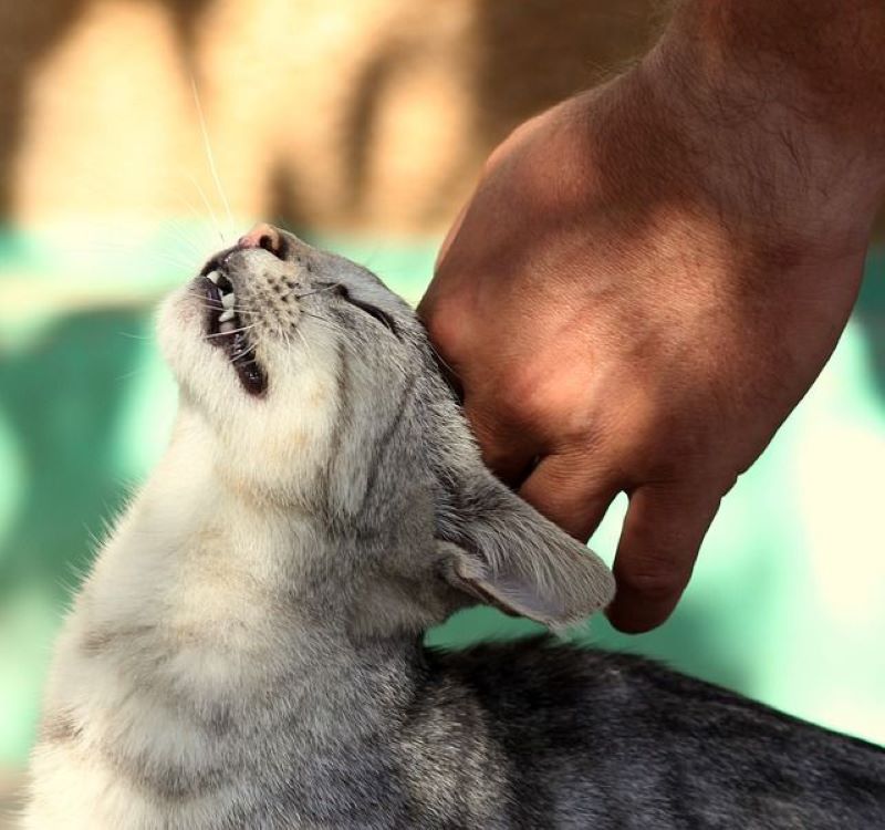 Purring Is Happiness