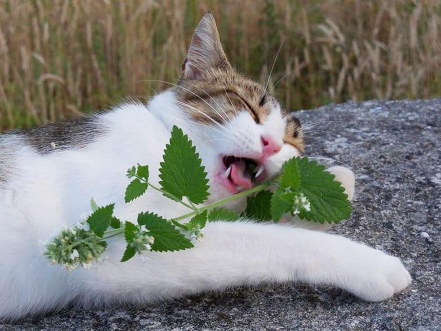 Catnip For Extreme Joy