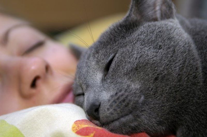 Sleeping On The Human's Chest