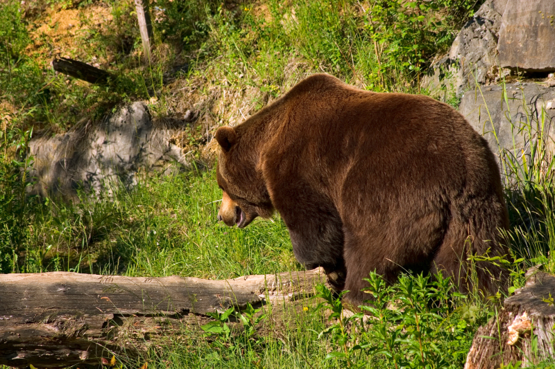 A Big Bear