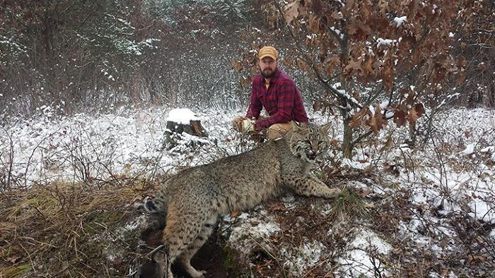 Lynx And Bobcat