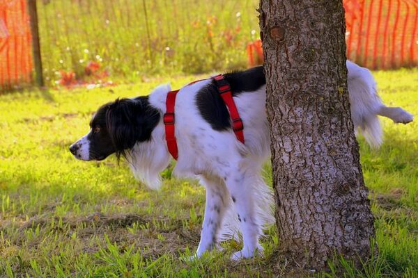 Para Que Los Perros No Se Hagan Pipi Donde No Deben