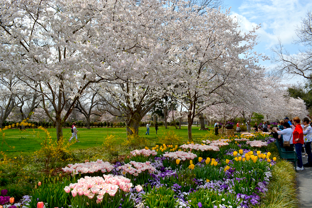 Cherry Blossom Trees And Tulips