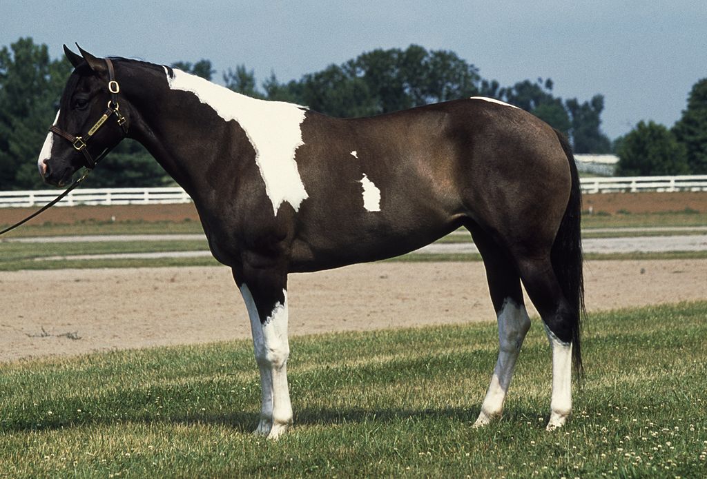 Pinto Horse Like a Cow