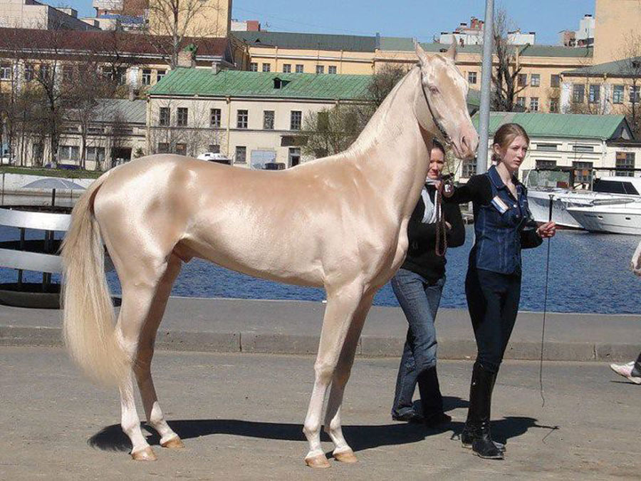 Shiny Cremello Horse