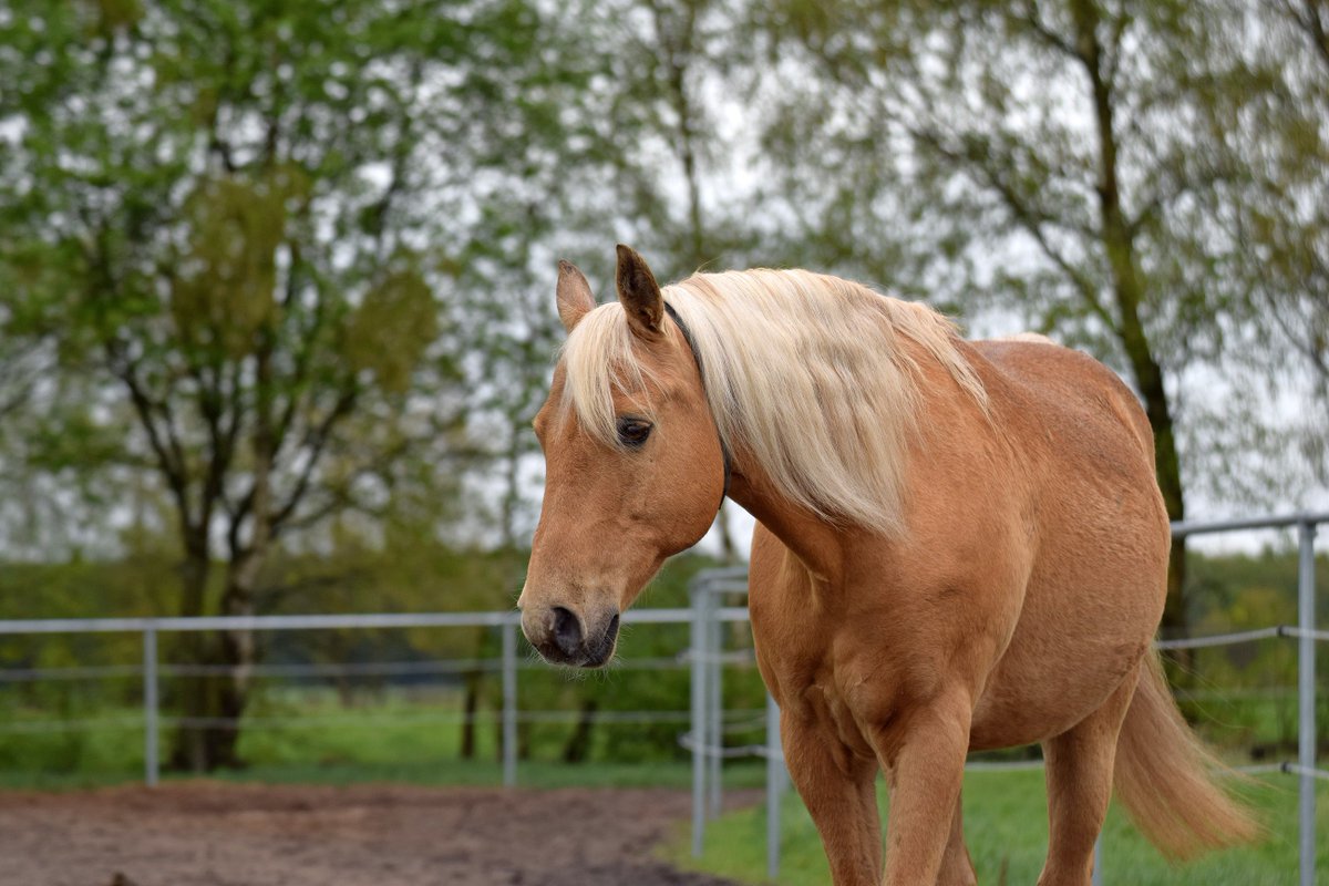 Barbie Palomino