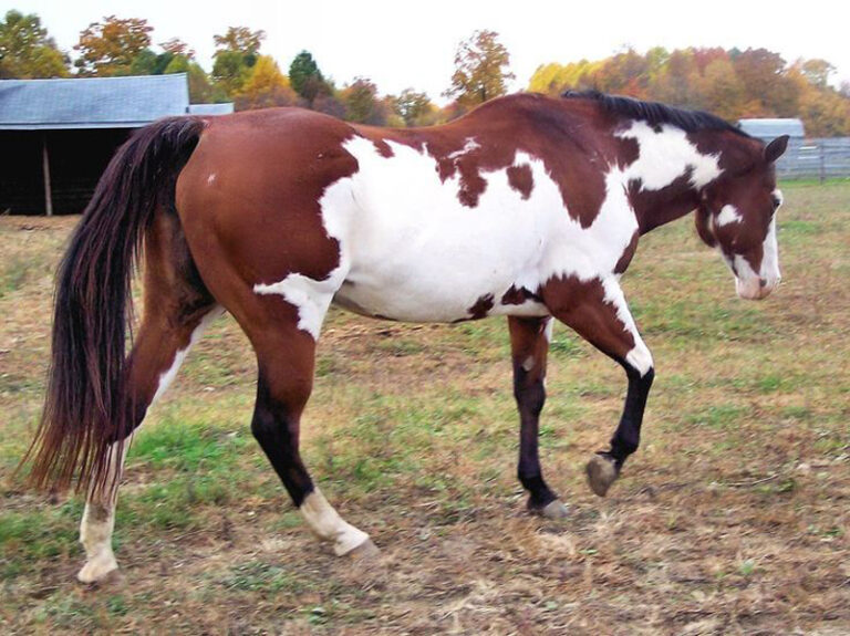 Check out These Horses with Beautiful and Unique Coats OceanDraw