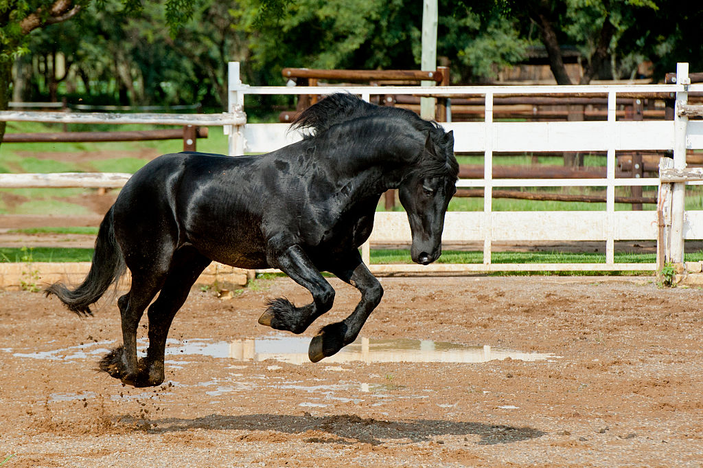 Friesian