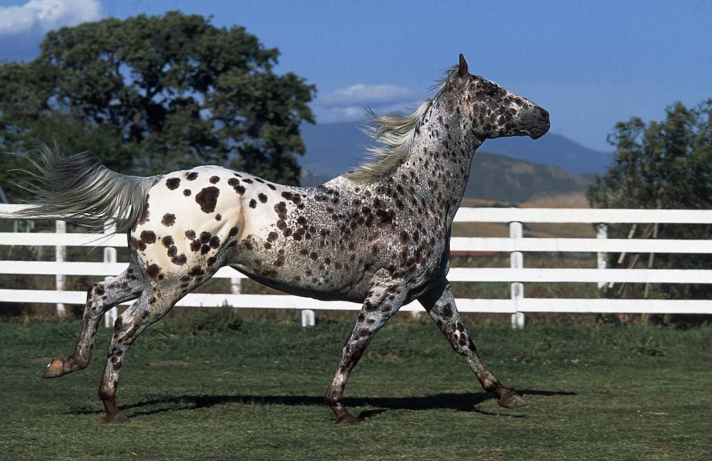 Appaloosa