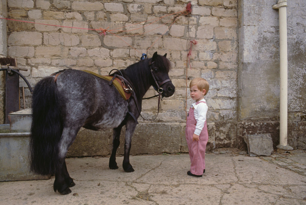 Shetland Pony