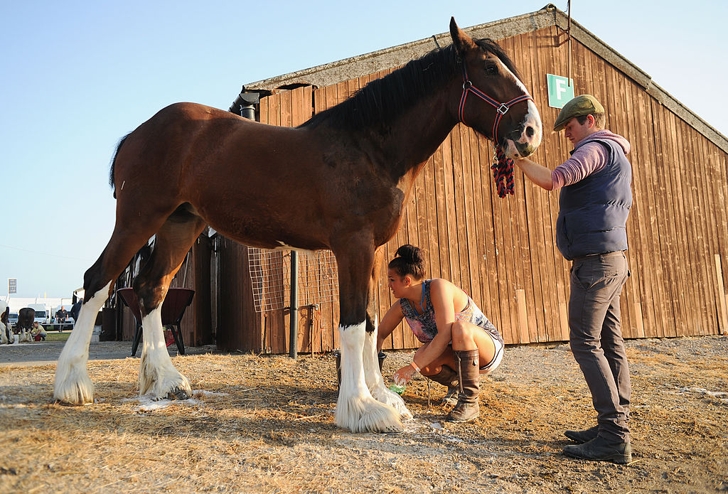 Clydesdale