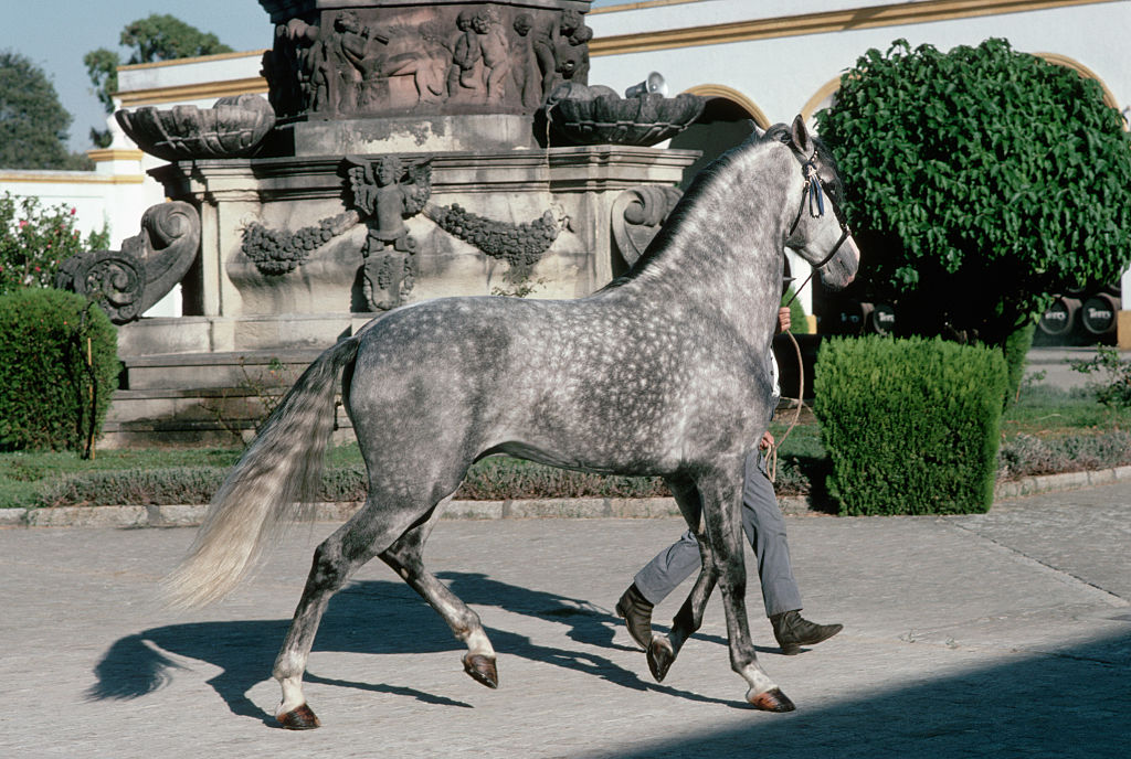 Andalusian