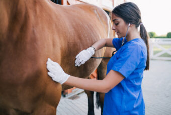Veterinarian,Examining,Horse.,Selective,Focus,On,Hand.