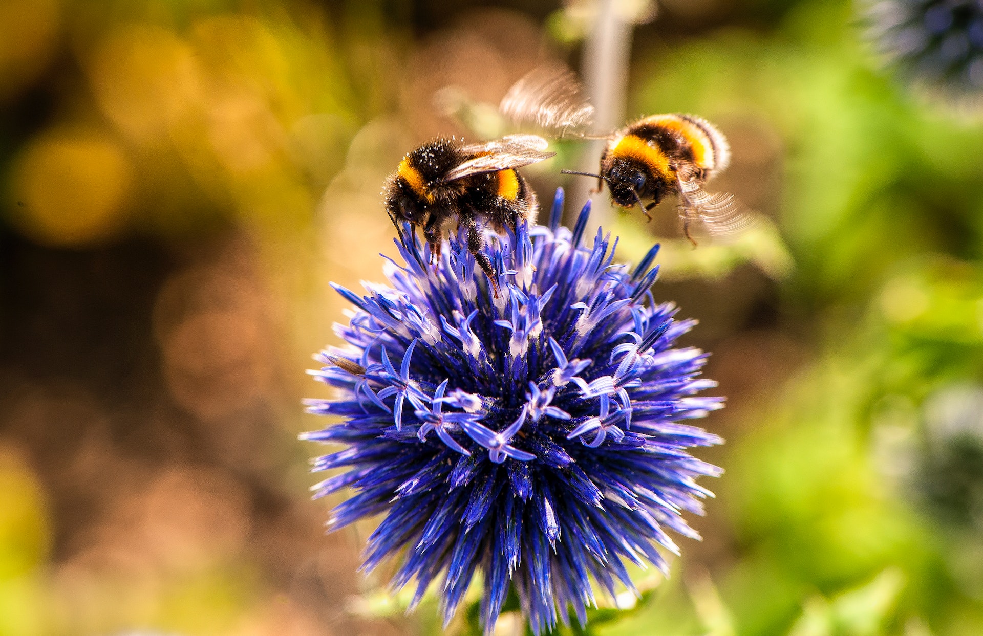 Bees Prefer Redheads