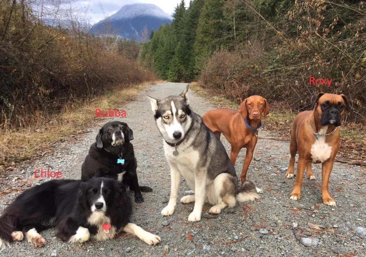 What About The Dogs? (Coquitlam Search And Rescue:Twitter)