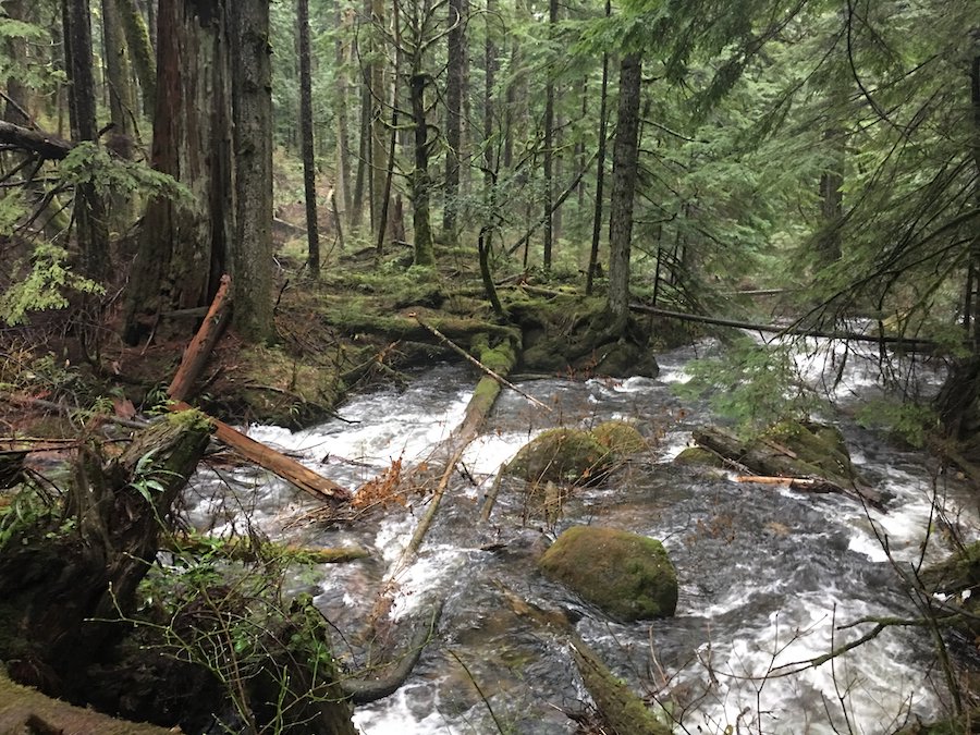 Where They Found Her (Coquitlam SAR:Twitter)