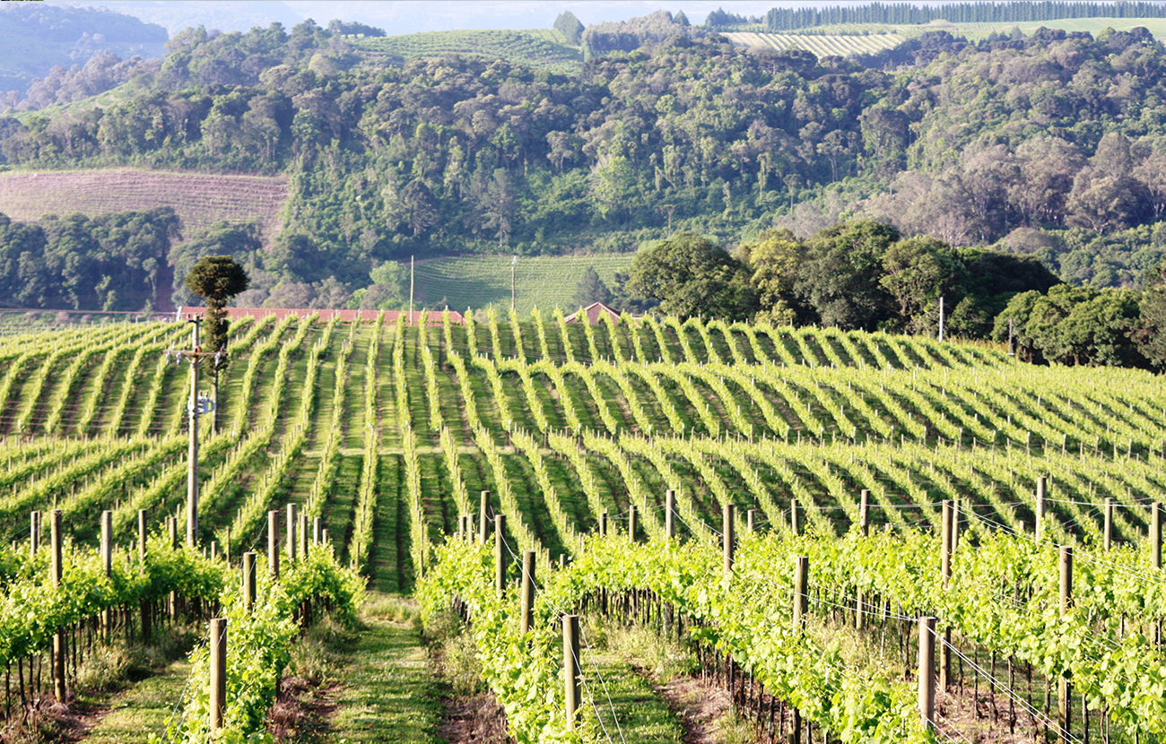 Valley Of The Vineyards