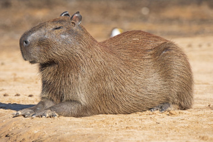 Capybara